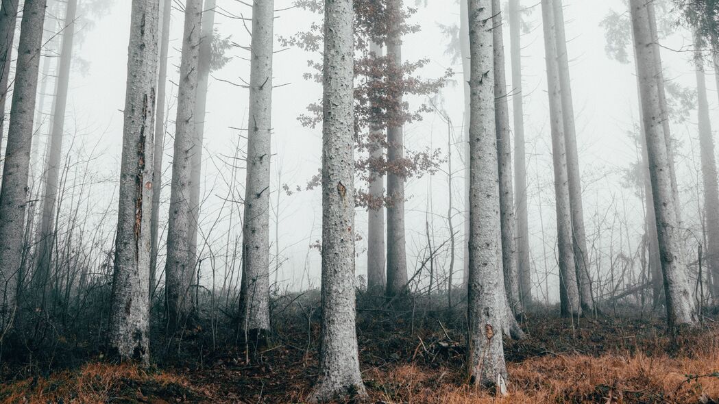 森林 树木 雾 自然 秋季 4k壁纸 3840x2160