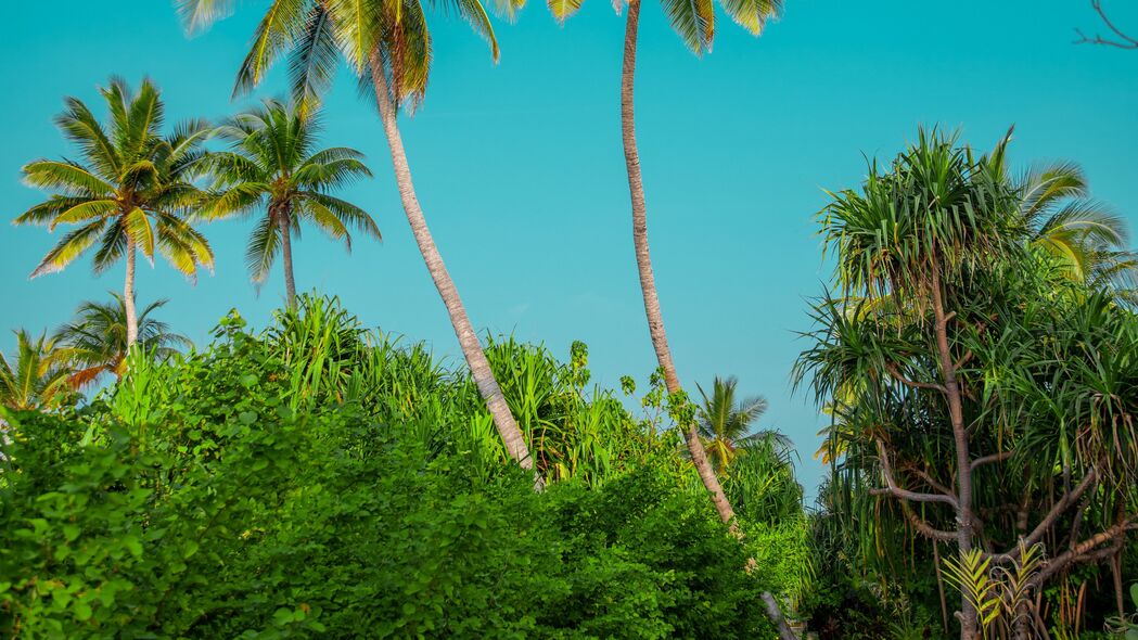 棕榈树 灌木 路径 热带 夏季 4k壁纸 3840x2160