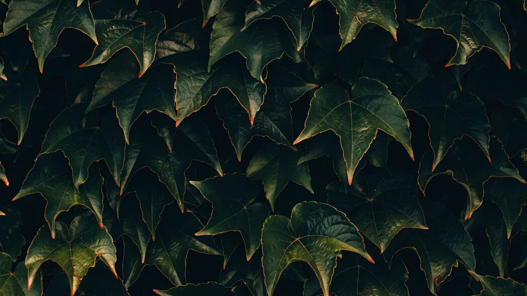 树叶 植物 绿色 表面 4k壁纸 3840x2160