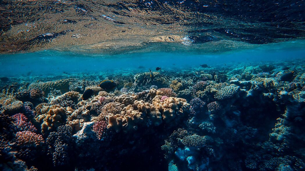 海底世界 海洋 珊瑚 藻类 4k壁纸 3840x2160