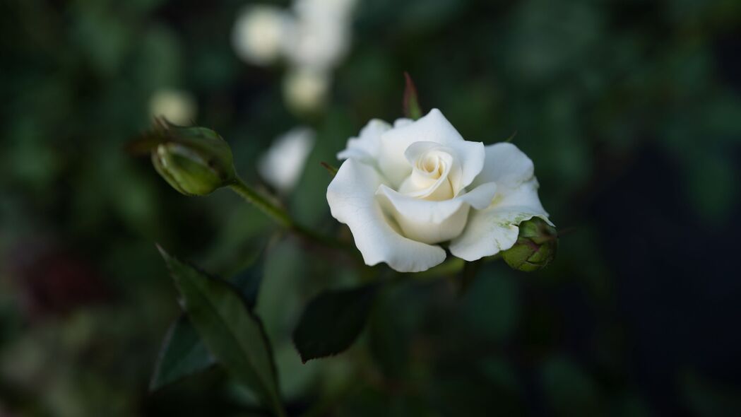 玫瑰 白色 花 芽 开花 4k壁纸 3840x2160