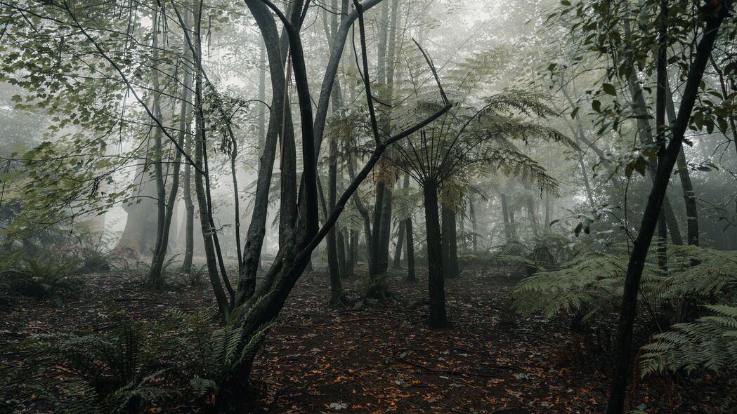 森林 雾 树木 蕨类植物 热带 4k壁纸 3840x2160