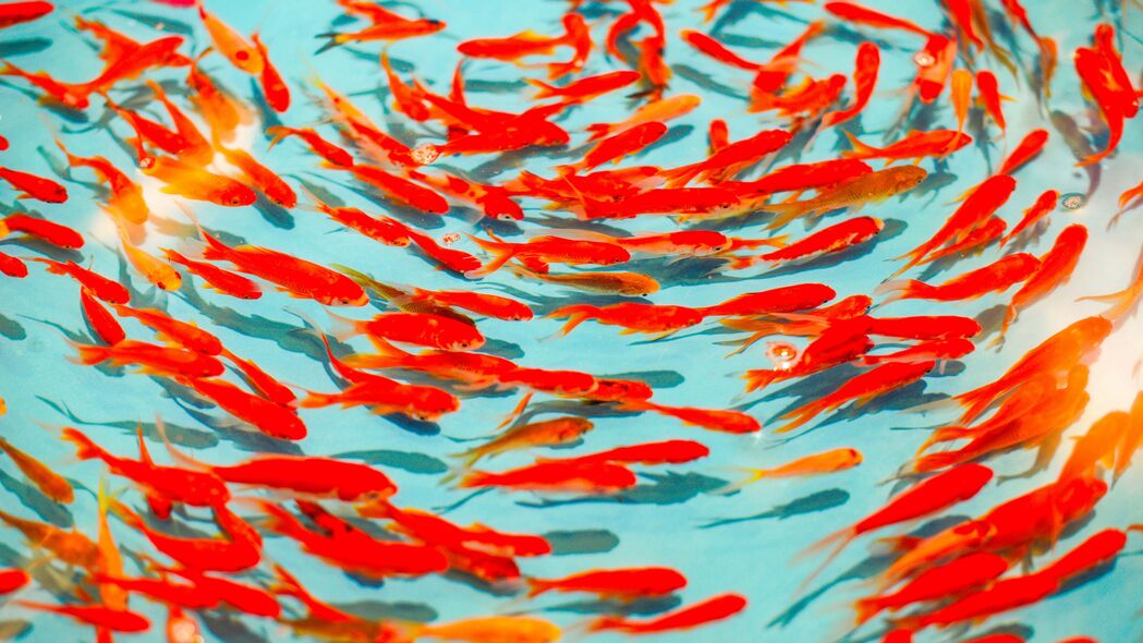 鱼 红色 水 游泳 4k壁纸 3840x2160