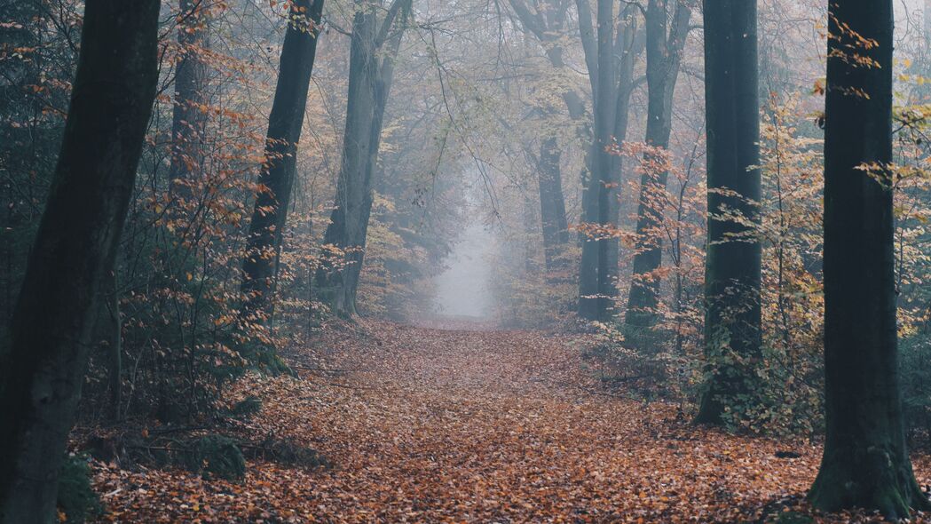 秋天 森林 雾 路径 自然 4k壁纸 3840x2160
