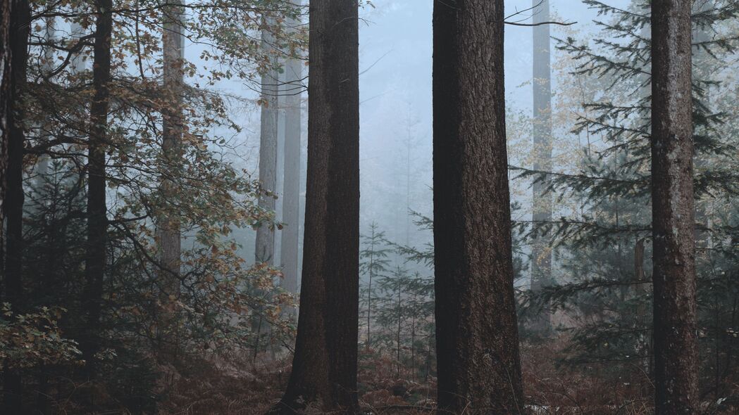 森林 雾 树木 自然 秋季 4k壁纸 3840x2160