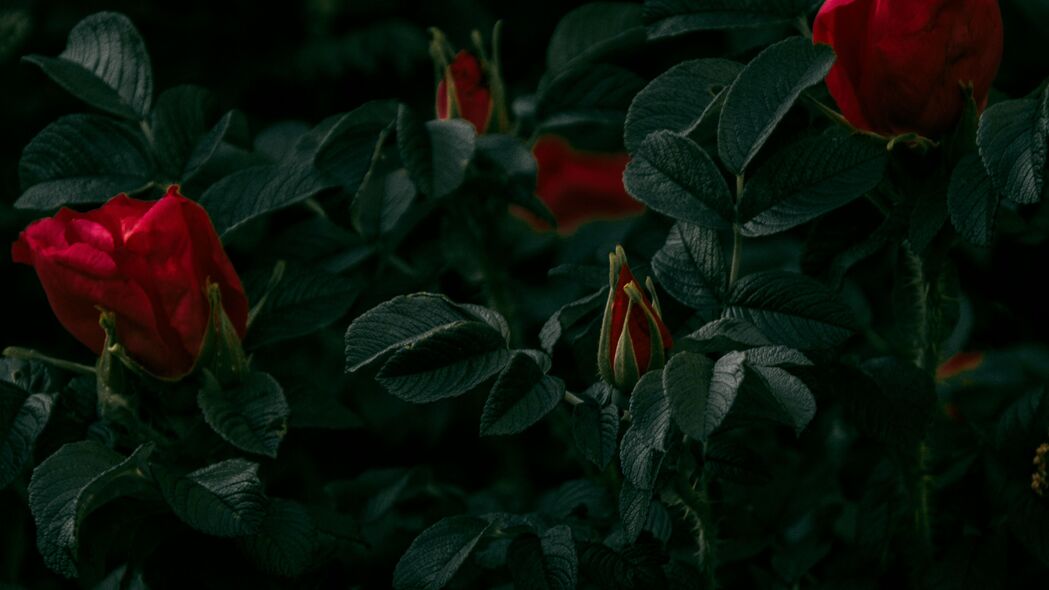 玫瑰 花朵 红色 灌木 植物 4k壁纸 3840x2160