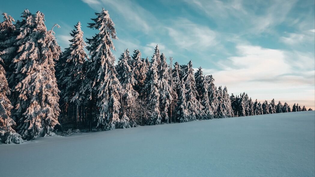 树木 云杉 雪 景观 冬季 4k壁纸 3840x2160
