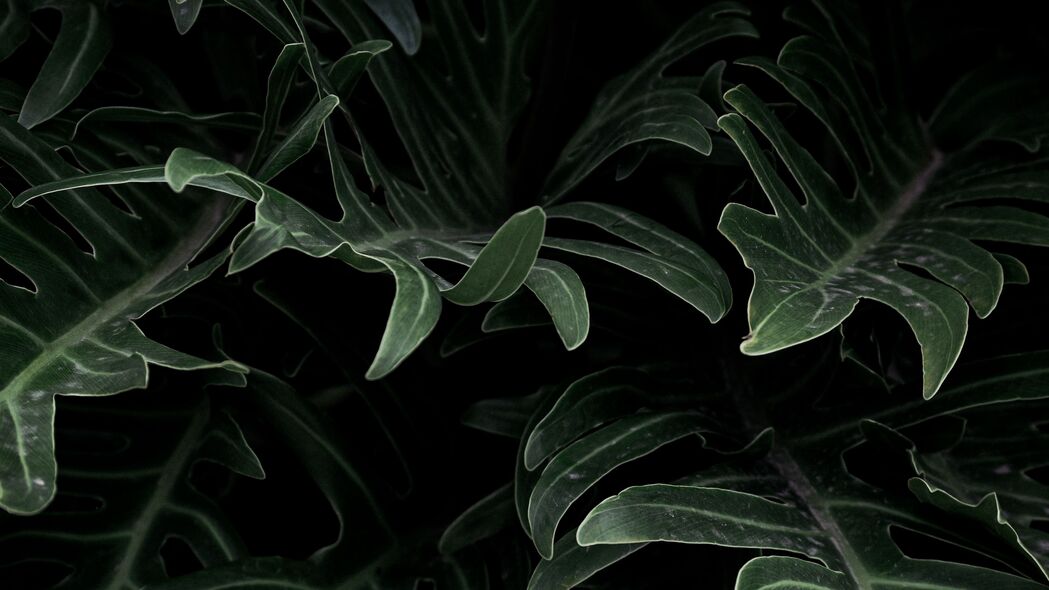 植物 树叶 绿色 雕刻 4k壁纸 3840x2160
