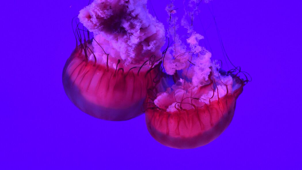 水母 触手 海底世界 海洋 大海 特写 4k壁纸 3840x2160