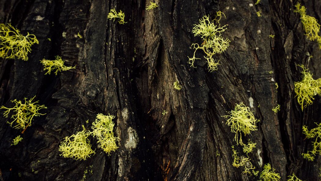 树皮苔藓绿意盎然，宏美4K壁纸，3840x2160高清背景图片下载