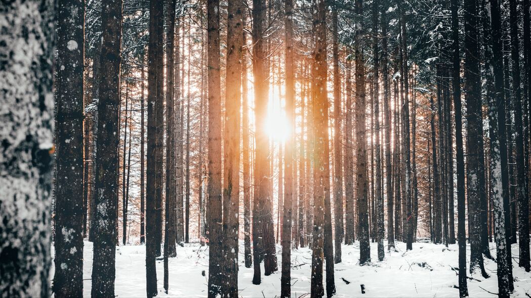 森林 树木 阳光 雪 冬季 4k壁纸 3840x2160