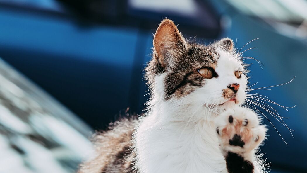 猫爪子趣味瞬间，精选高清4K宠物壁纸，3840x2160分辨率，免费下载