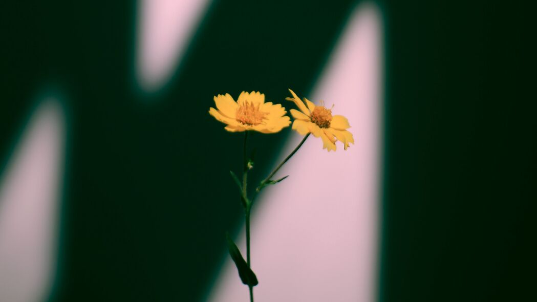 花朵 黄色 植物 阴影 4k壁纸 3840x2160