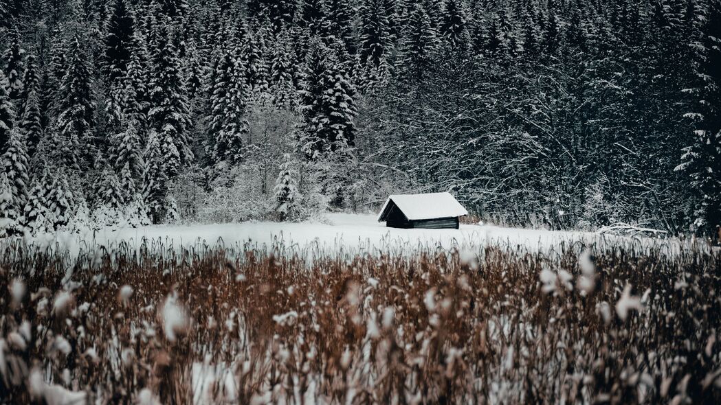 房子 森林 雪 边缘 冬季 4k壁纸 3840x2160