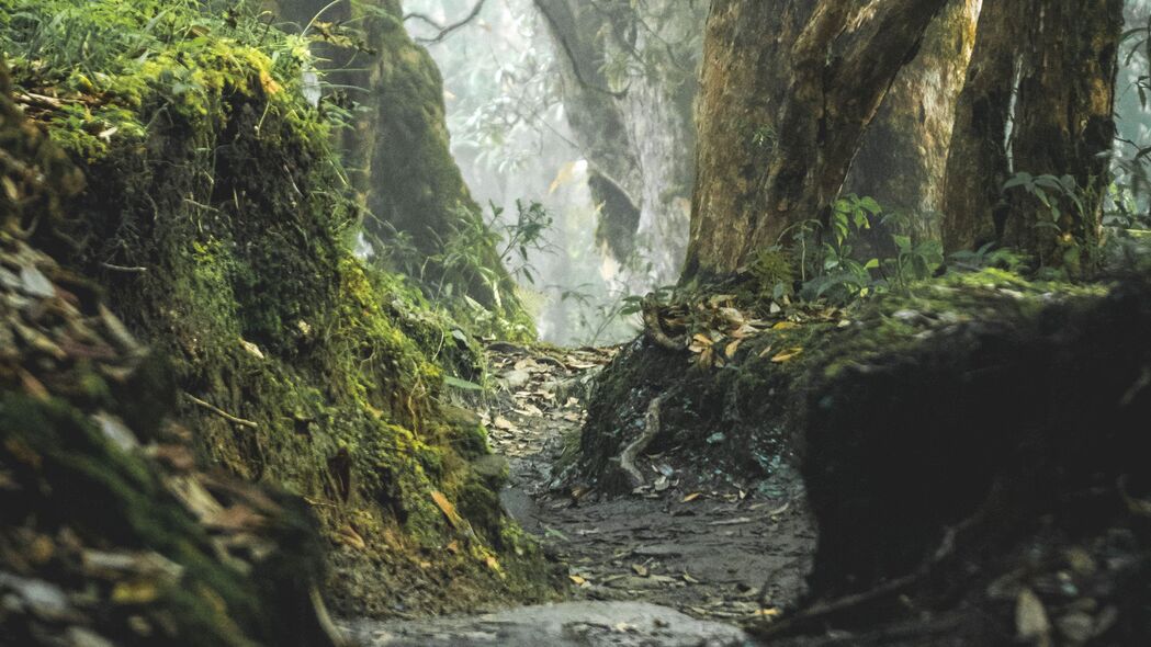 森林 路径 沟渠 树木 自然 4k壁纸 3840x2160