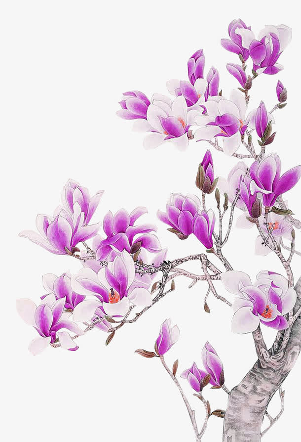 紫色手绘玉兰花装饰图案
