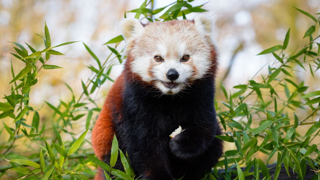 红熊猫 棕色 可爱 动物 竹子 树枝 4k壁纸 3840x2160