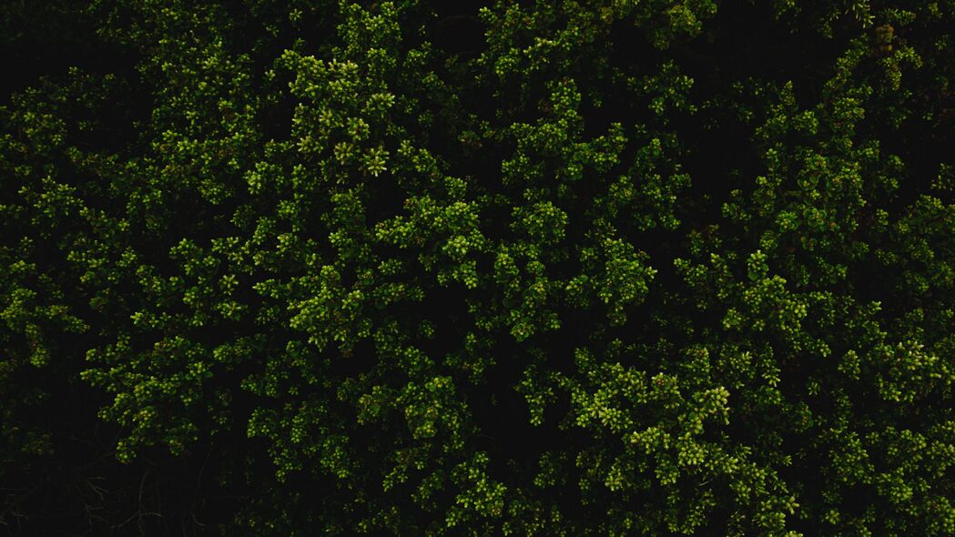 灌木 绿色 纹理 植物 4k壁纸 3840x2160