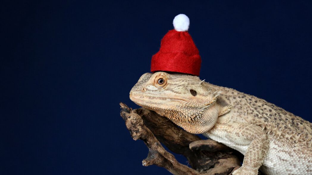 变色龙 蜥蜴 帽子 有趣 爬行动物 新年 圣诞 4k壁纸 3840x2160