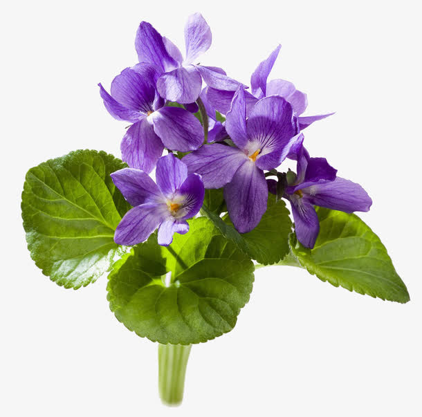 紫罗兰花束高清图片
