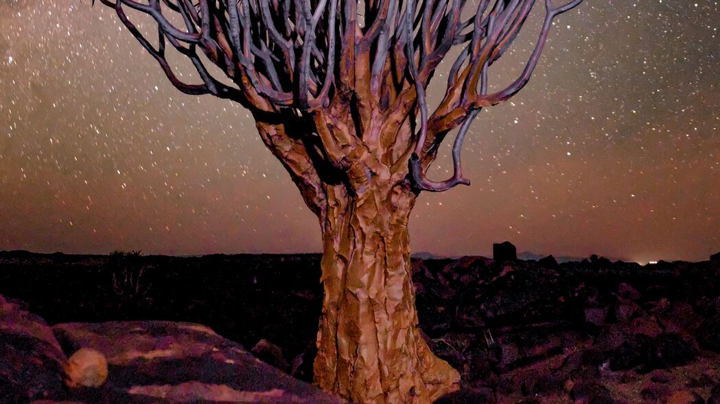 树 夜晚 星空 沙漠 非洲 4k壁纸 3840x2160