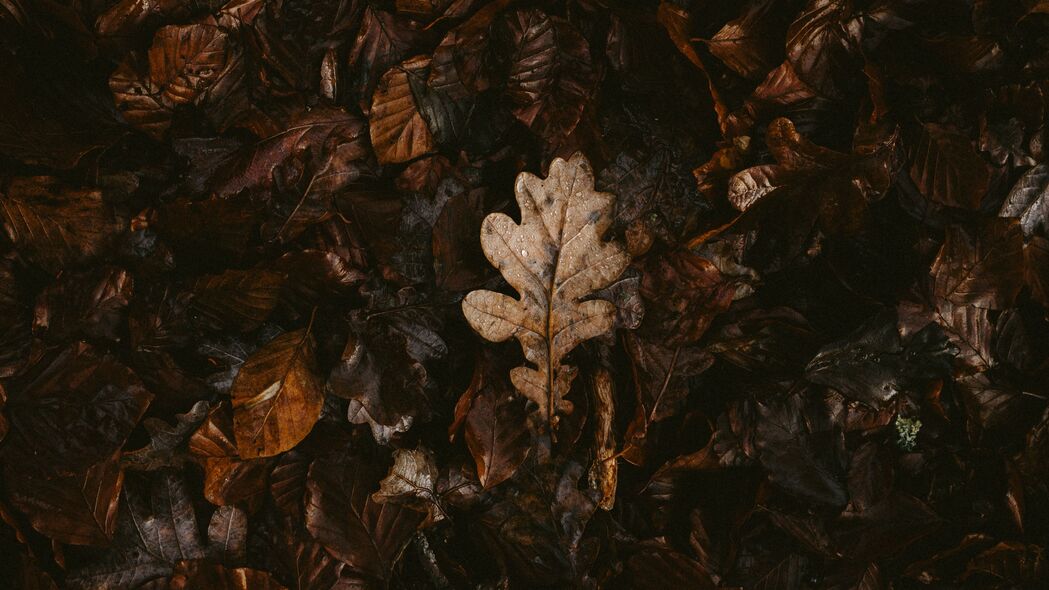 树叶 干燥 秋天的 4k壁纸 3840x2160