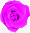 紫色玫瑰花温馨装饰