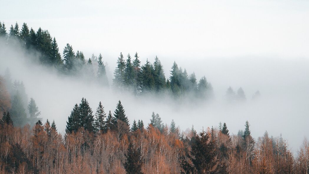 森林 雾 云 树 风景 4k壁纸 3840x2160