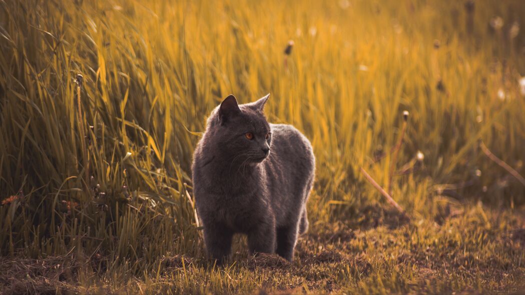 俄罗斯蓝色 猫 灰色 宠物 草 4k壁纸 3840x2160
