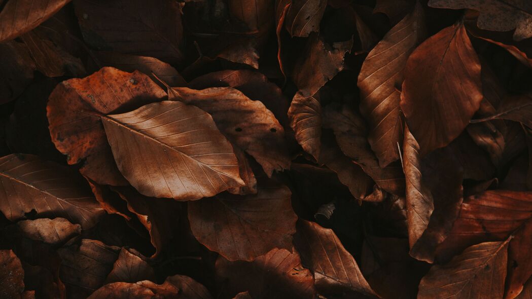 树叶 棕色 干燥 秋季 树叶 4k壁纸 3840x2160
