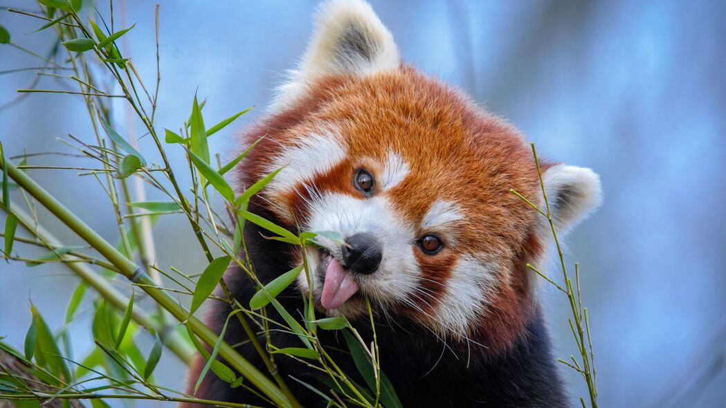 红熊猫 舌头突出 可爱 有趣 动物 竹 4k壁纸 3840x2160