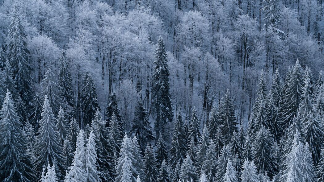 森林 树木 鸟瞰图 雪 霜 冬季 4k壁纸 3840x2160
