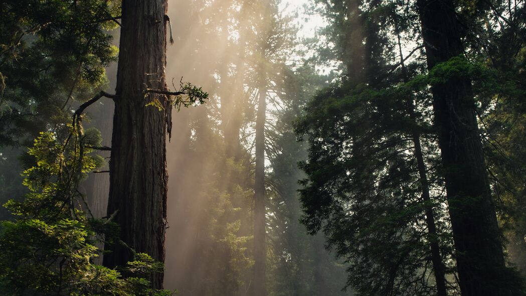 森林 树木 雾 阳光 自然 4k壁纸 3840x2160