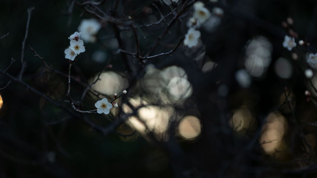 花朵 白色 树枝 宏观 绽放 4k壁纸 3840x2160