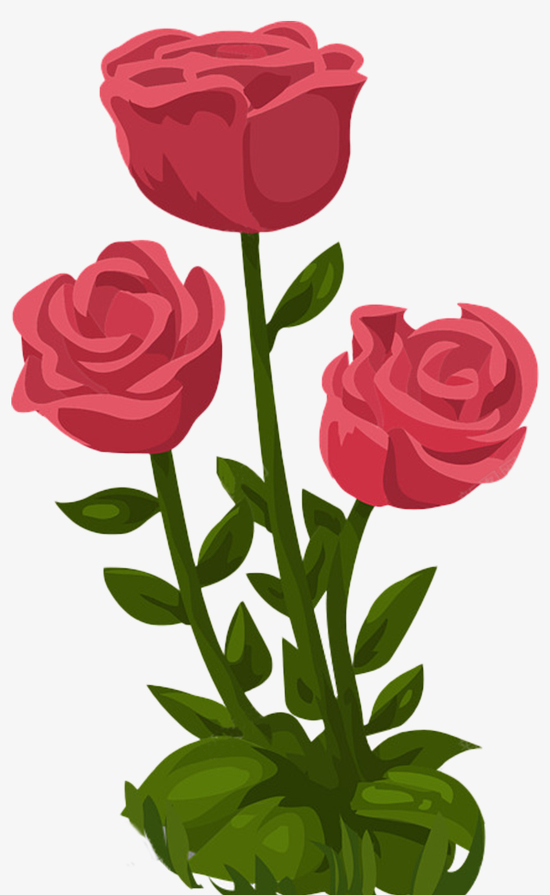 520手绘节日玫瑰花