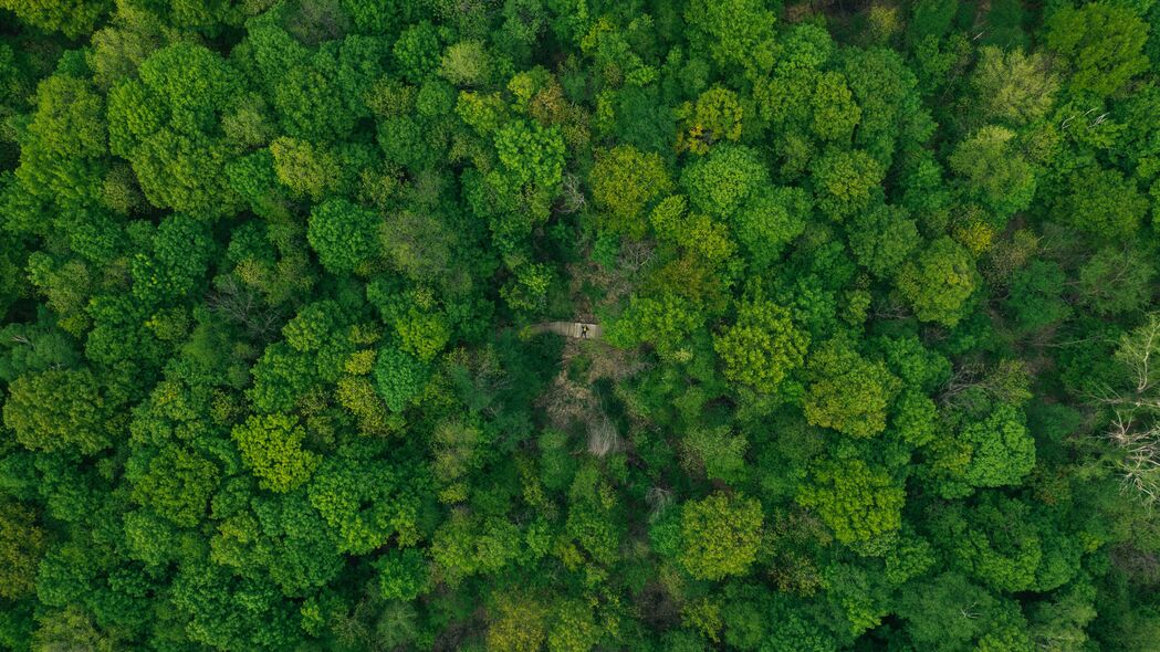 森林 鸟瞰图 绿色 树木 树梢 4k壁纸 3840x2160