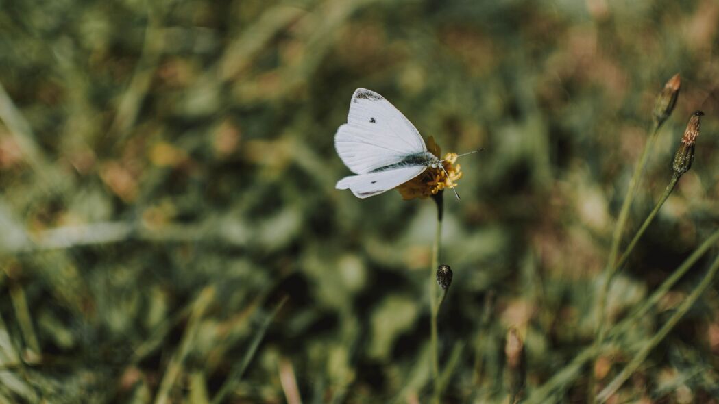 蝴蝶 白色 花朵 微距 4k壁纸 3840x2160