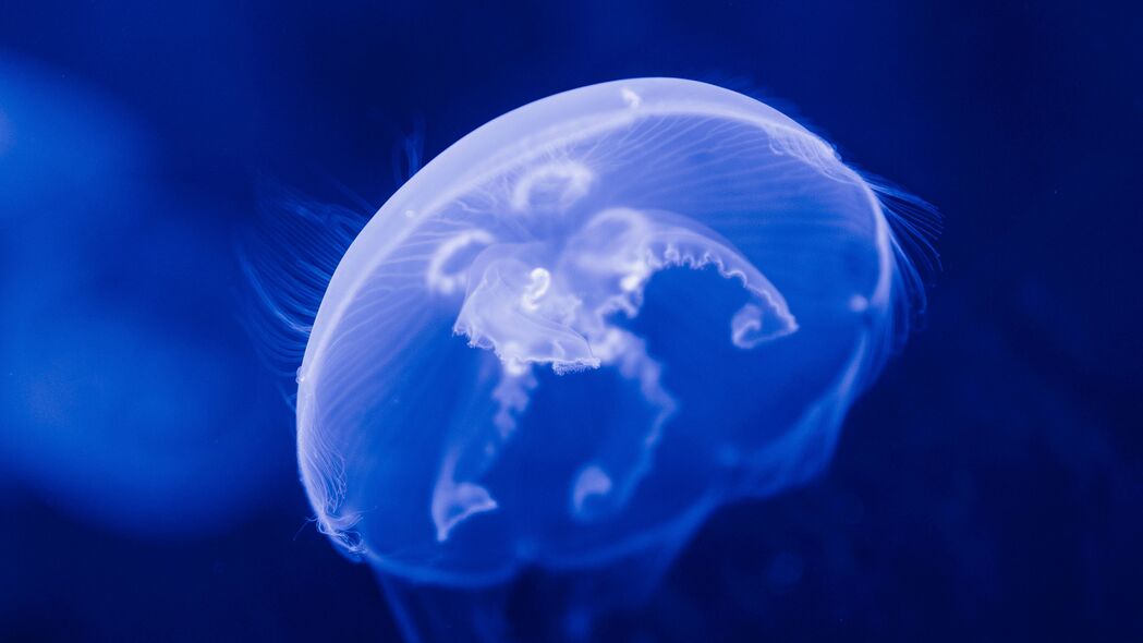 水母 透明 蓝色 水下 海洋 4k壁纸 3840x2160