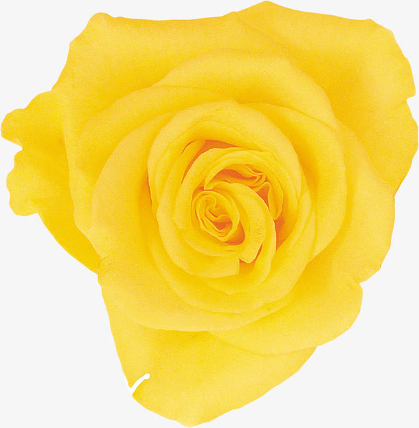 一朵孤单的黄玫瑰
