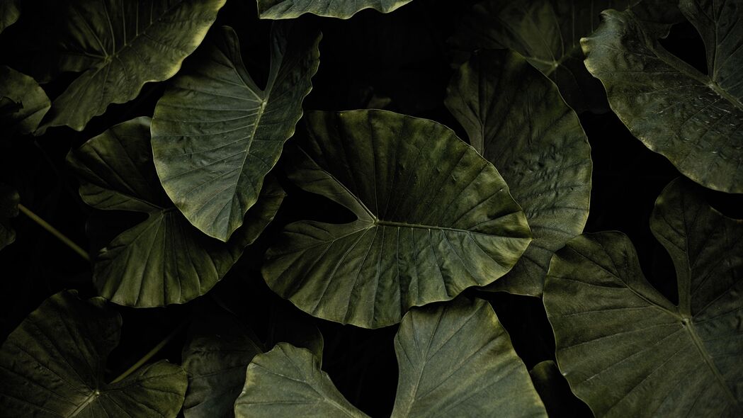 黄瘤 植物 叶子 绿色 4k壁纸 3840x2160