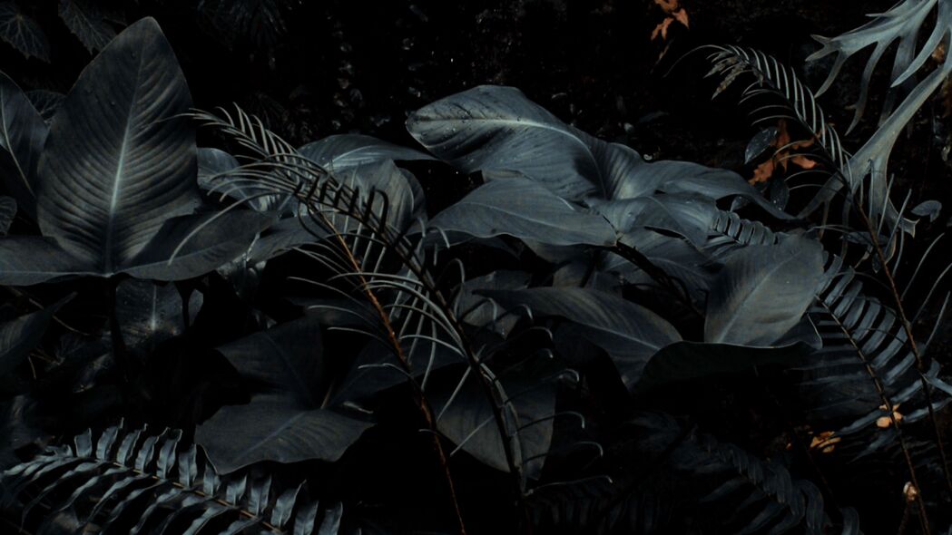 植物 热带 蕨类 灌木 深色 4k壁纸 3840x2160