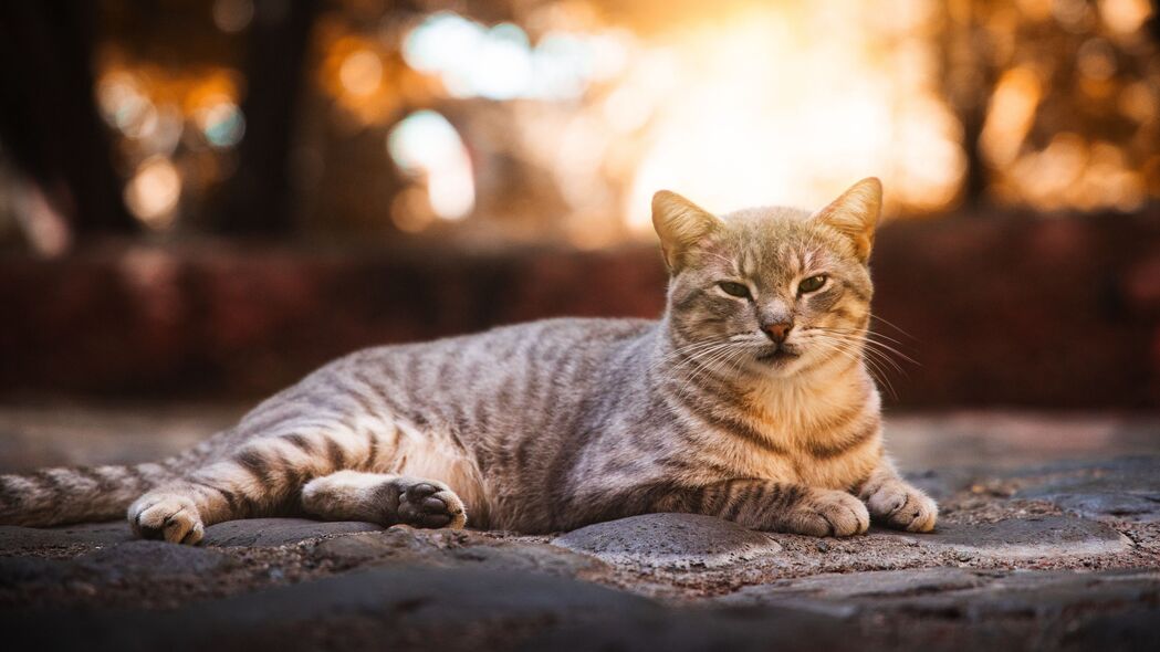 猫之魅力，灰色条纹可爱宠物精选，4K高清壁纸3840x2160下载