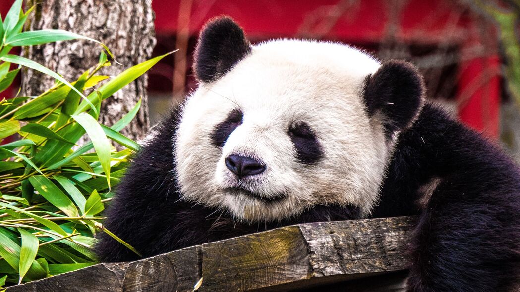 熊猫 睡眠 可爱 动物 4k壁纸 3840x2160