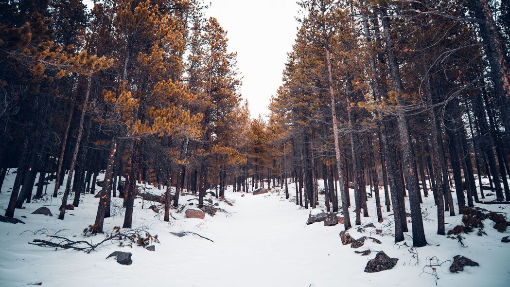 森林 雪 树 冬天 自然 4k壁纸 3840x2160