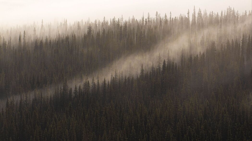 森林 雾 树木 针叶树 顶部 4k壁纸 3840x2160