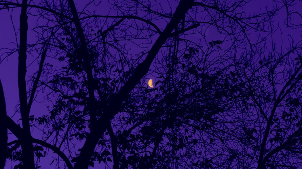 树 月亮 夜晚 天空 紫色 4k壁纸 3840x2160