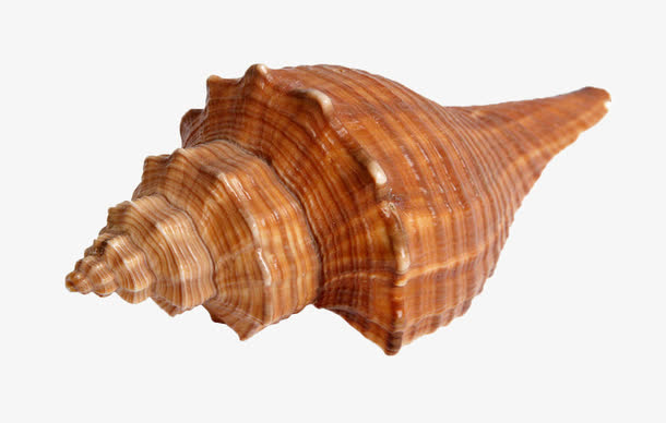 贝壳海螺装饰