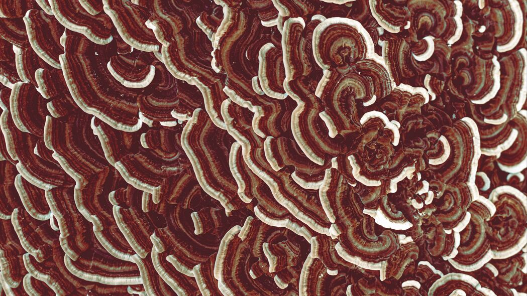 蘑菇 纹理 宏 棕色 表面 4k壁纸 3840x2160