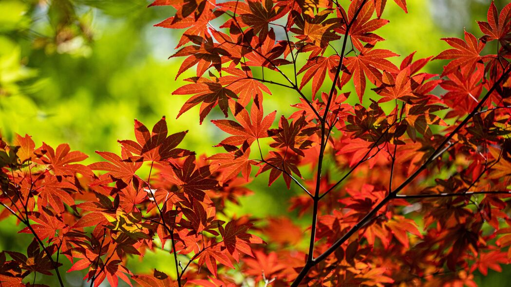 枫木 树枝 树叶 红色 秋季 4k壁纸 3840x2160