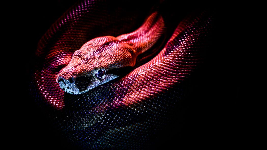 蛇 爬行动物 红色 深色 鳞片 4k壁纸 3840x2160